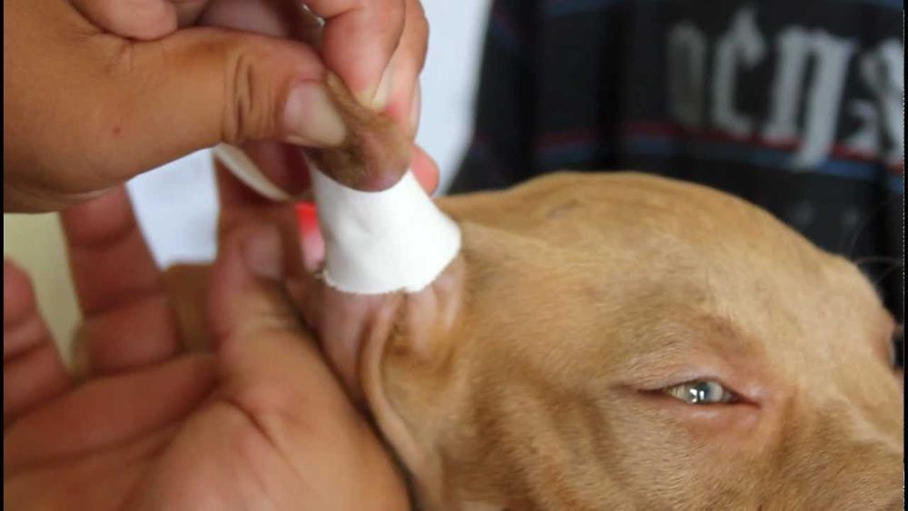 España prohibió las cirugías estéticas para mascotas y advierten sobre sus peligros