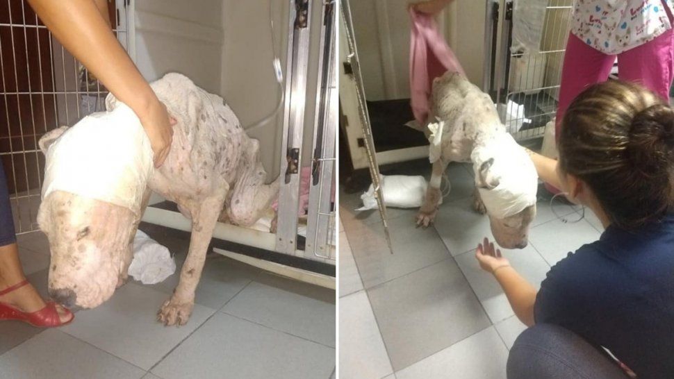 Mejora el estado de salud de Gokú, el perro abandonado al borde de la muerte