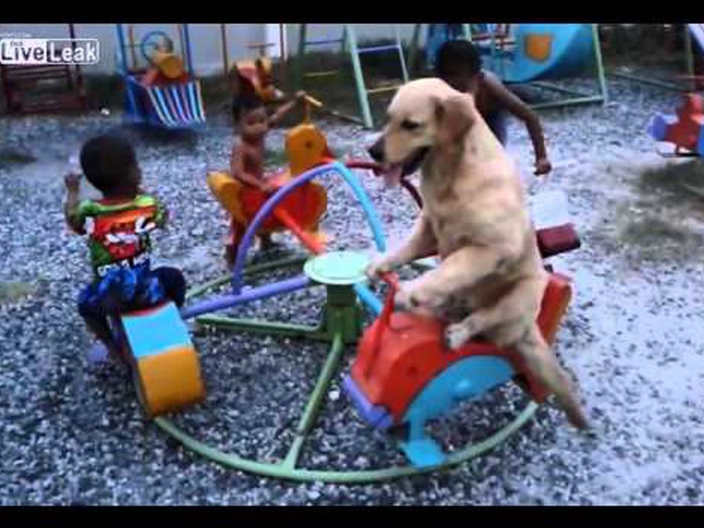 Vuelta al perro