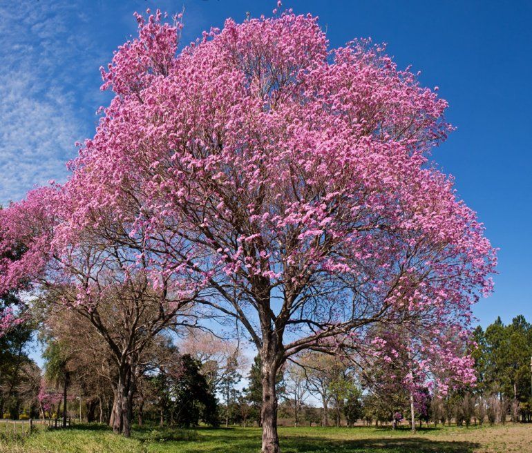 1 de septiembre, Día del Lapacho, la flor de Jujuy