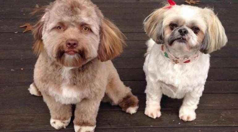 perro con cara de humano
