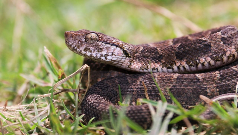 Aparición de víboras (Imagen ilustrativa).