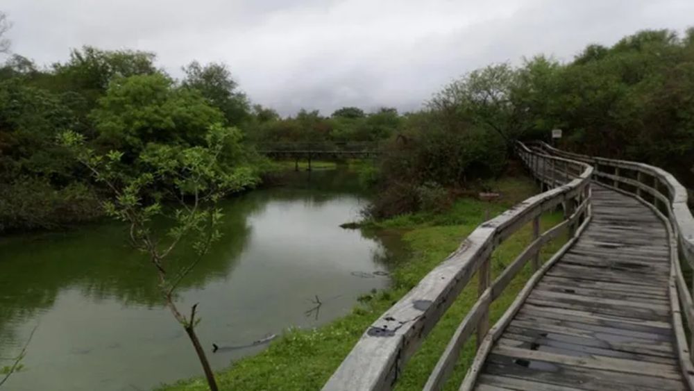 Una reserva que se puede disfrutar en la altura de sus propias pasarelas.