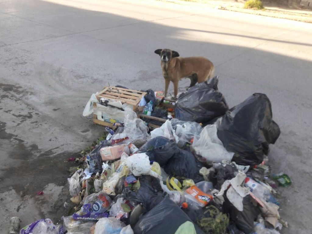Perros en la basura