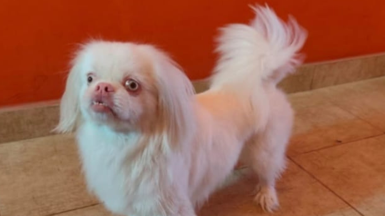 Samu (pequinés albino) - Foto enviada a Todo Jujuy 3885007777