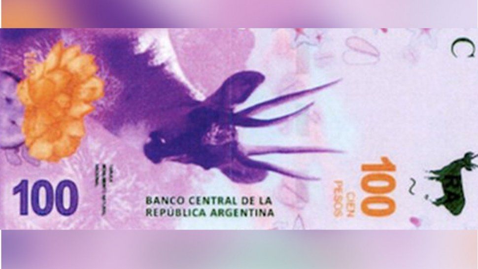 Hoy desde Jujuy lanzan el billete de 100 pesos con la imagen de la Taruca