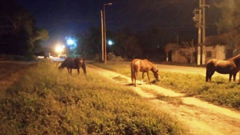 Aplican severas multas para quienes dejen animales sueltos en las rutas.