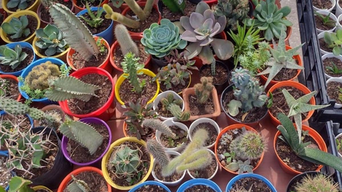Recibirán la primavera en el Paseo de las Plantas con música