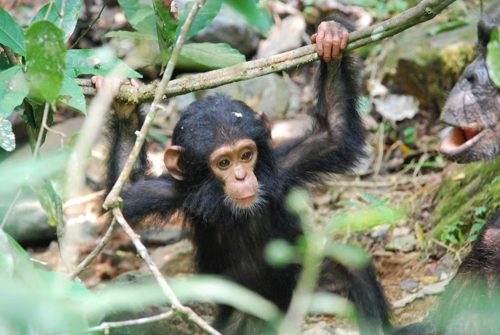 Los chimpancés, con el 98% de su ADN compartido con humanos, utilizan símbolos y herramientas, desarrollando cultura y vínculos emocionales (WikiCommons/Roland)