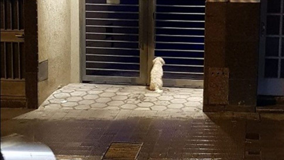 Buscan al dueño de un perrito perdido que se encuentra en la puerta de un edificio