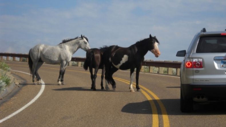 Multas por dejar animales sueltos en las rutas (Foto ilustrativa)