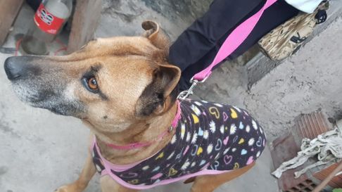 Todo Jujuy | perrita.jpg