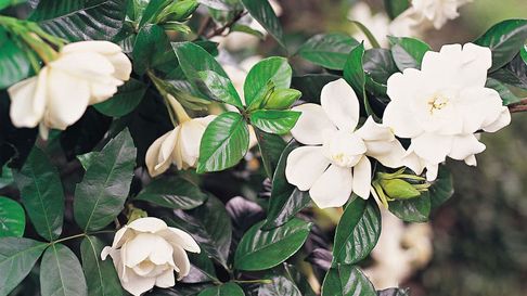 Todo Jujuy | El truco infalible para que tus jazmines exploten de flores
