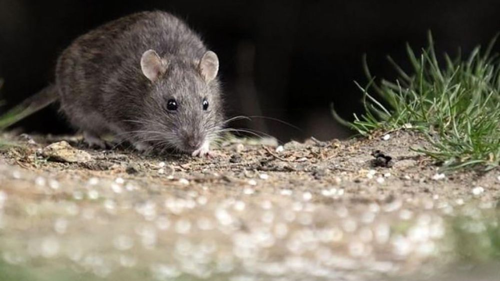 Desde el Ministerio de Salud confirmaron el primer caso de hantavirus en Jujuy