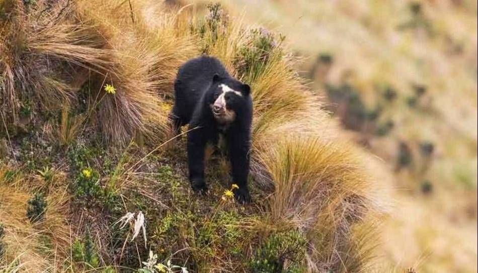 Confirmaron la presencia del oso andino en Jujuy y crece el interés por su conservación