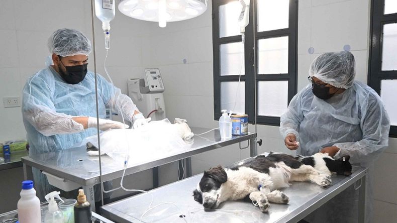 Castración de mascotas gratuita en San Salvador de Jujuy