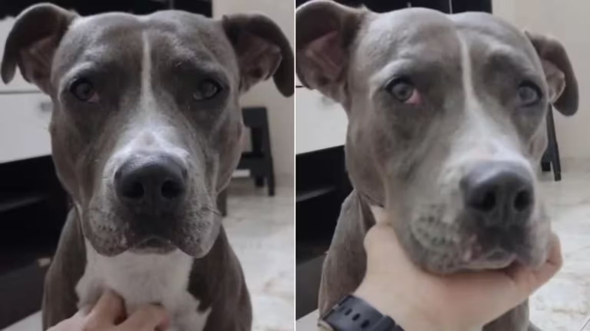 La tristeza de este perro conmovió a todos en las redes sociales.