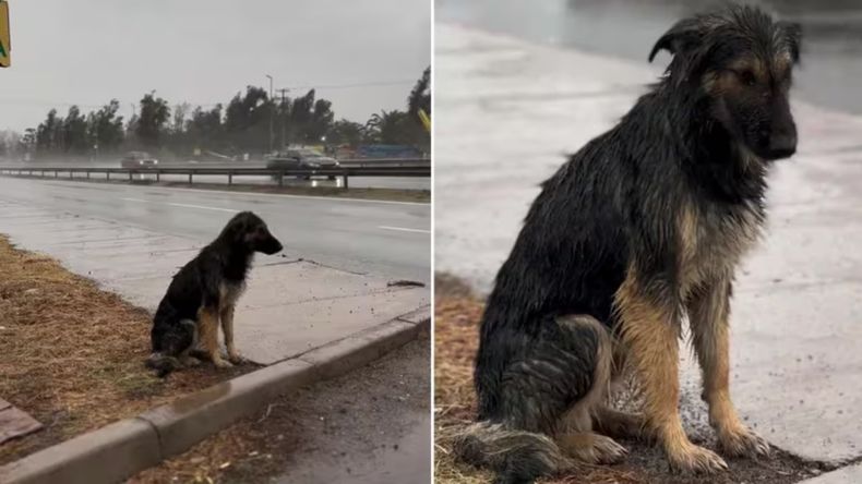 Este video muestra a un perro abandonado&nbsp;bajo la lluvia&nbsp;en una esquina de&nbsp;Colina.