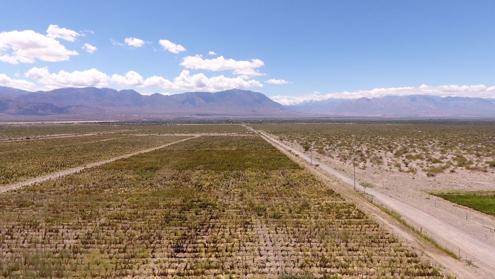El pueblo de Salta que combina historia, viñedos y paisajes únicos en los Valles Calchaquíes.