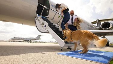 Desde el 23 de mayo habrá una aerolínea de lujo para perros.&nbsp;
