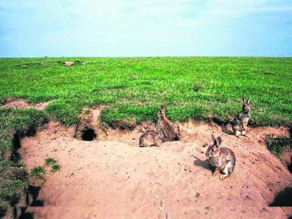 Invasión de conejos en Neuquén