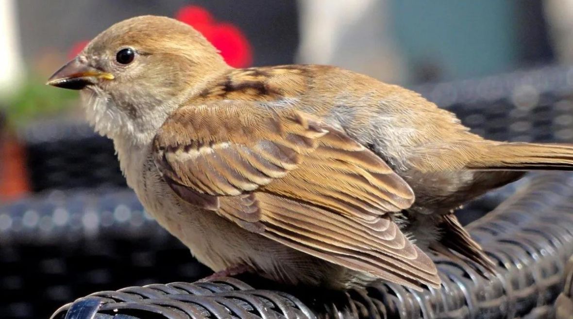 ¿que significado tiene si un pajaro entra a tu hogar?