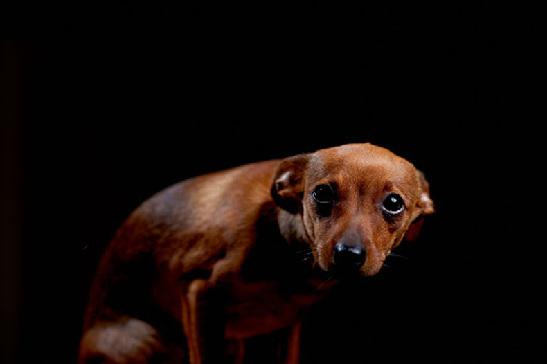 La pirotecnia sonora afecta a personas y animales.