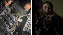 Rescate de un gato.