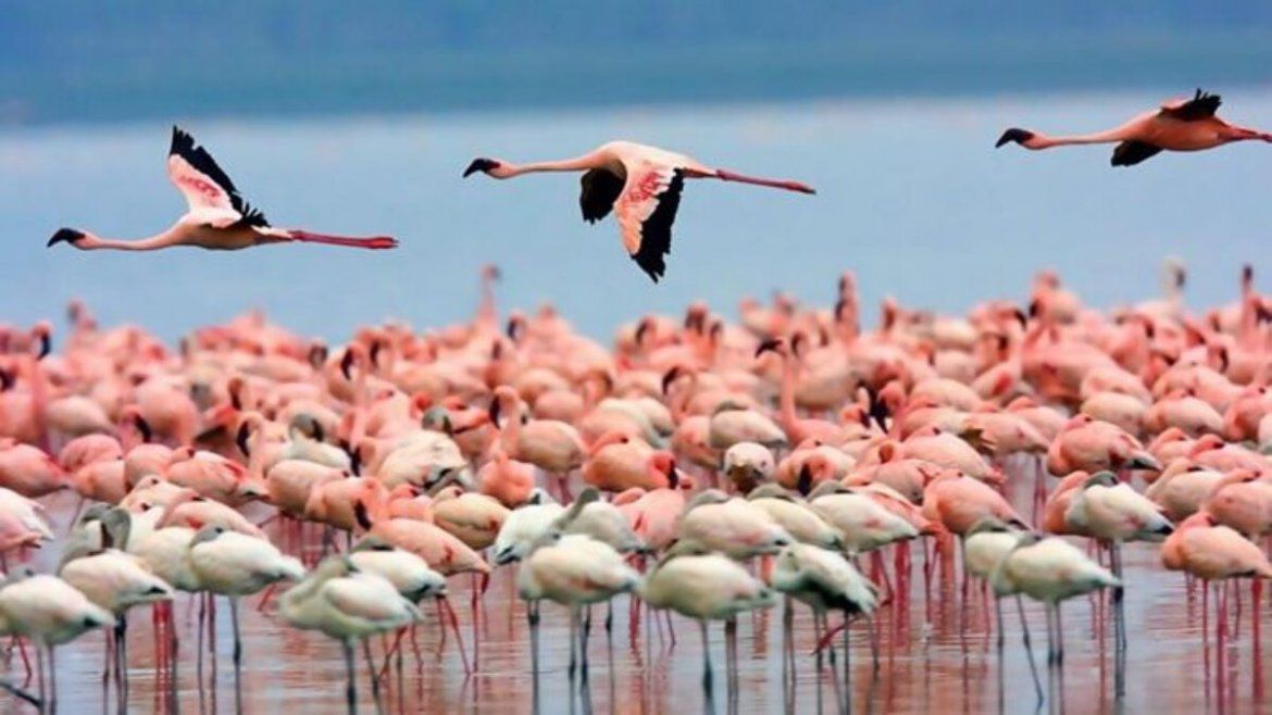 Todo Jujuy | Laguna de Pozuelos