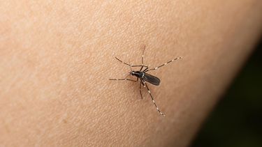 Analizan en Jujuy un posible fallecimiento por dengue