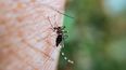 Dengue