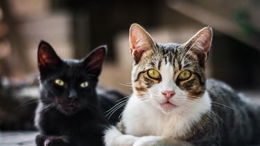 Día del Gato: los errores más comunes que cometen los dueños en Jujuy, según un veterinario