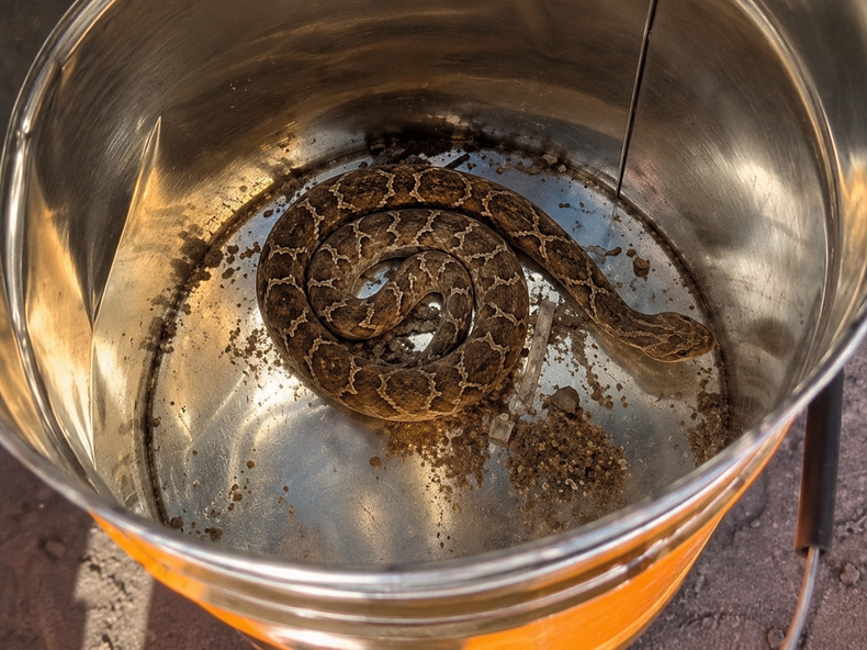 Encontraron una víbora en el baño de una vivienda en Monterrico