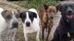 Perros envenenados en Río Blanco: amplían la denuncia&nbsp; y buscan identificar a los responsables