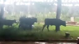 Vacas sueltas en Aguas Calientes Vacas sueltas en Aguas Calientes