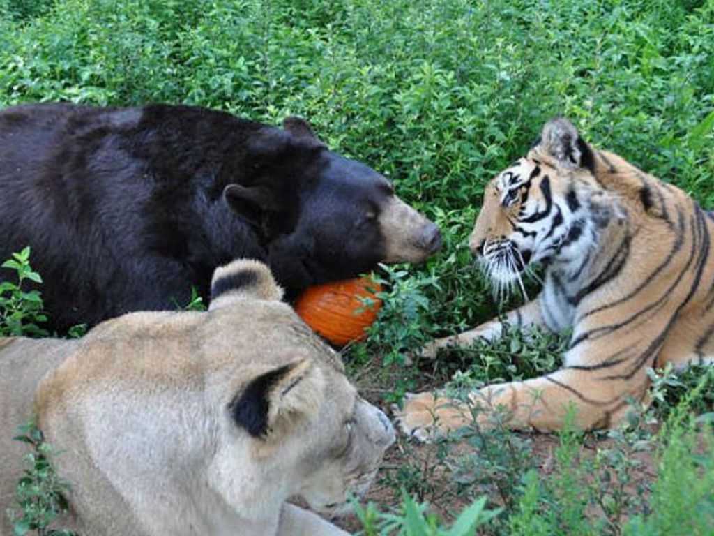 El oso, el león y el tigre