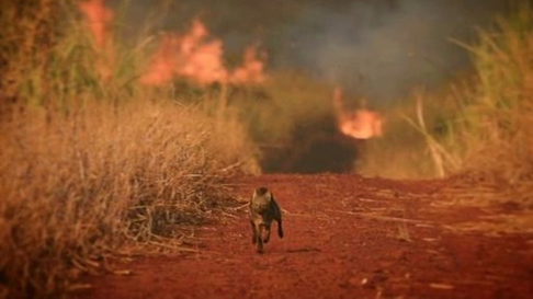 Todo Jujuy | Incendios forestales: Preocupación por la fauna