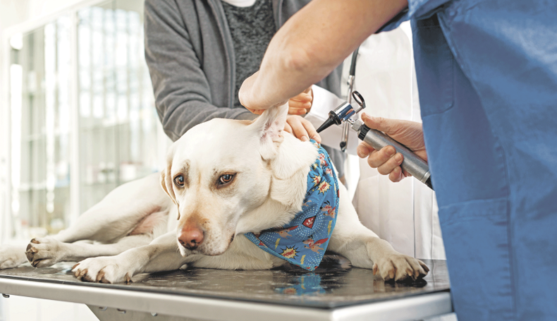 El proyecto de ley para implementar guardias veterinarias obligatorias funcionaría de manera similar al sistema de farmacias, con el objetivo de garantizar la atención de animales en situaciones de emergencia.