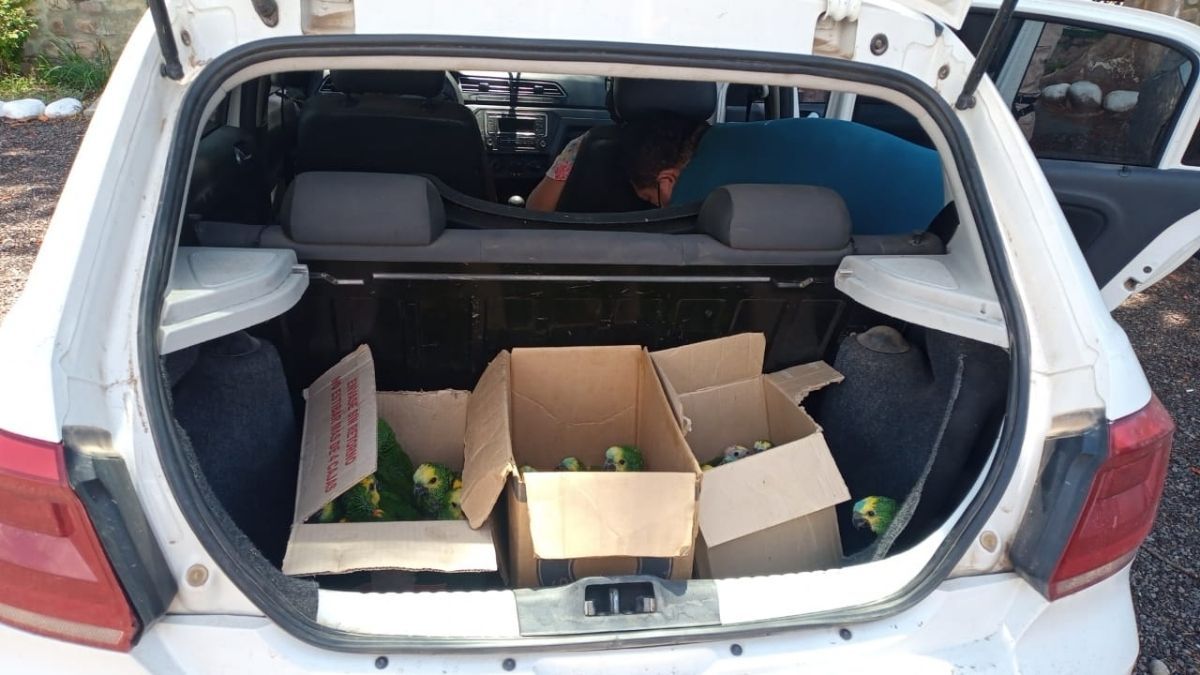 Los loros viajaban en cajas dentro del baúl de un auto.