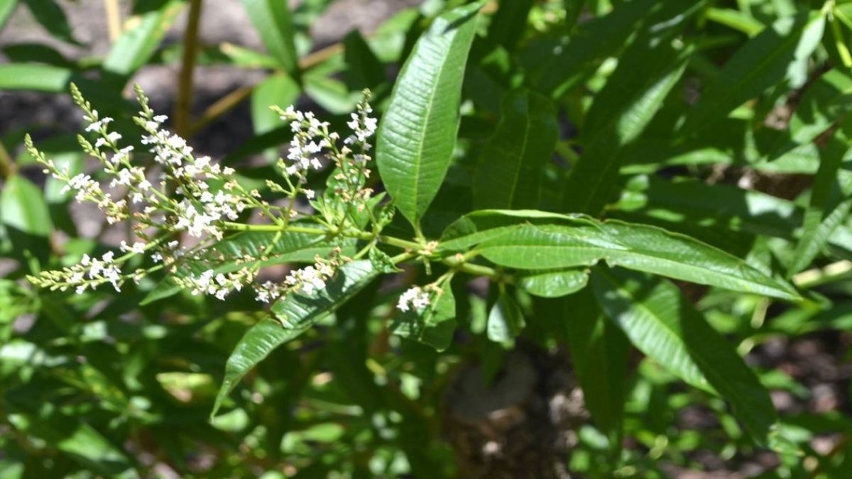El té de cedrón es conocido por su efecto diurético.