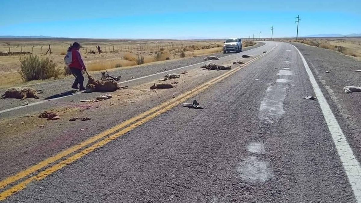 Atropelló al ganado de una pastora en Piedra Negra