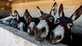 En Chubut, crece la venta de carne de burro ante la imposibilidad de comprar carne vacuna
