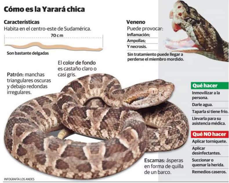 Diferencias entra la Yarará y la falsa Yarará