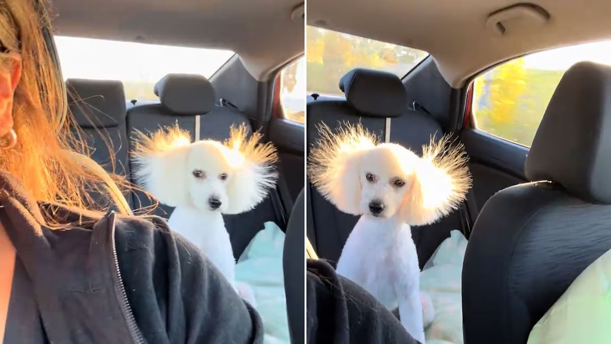 Filmó a su perro después de la peluquería y causó sensación en redes. &nbsp;