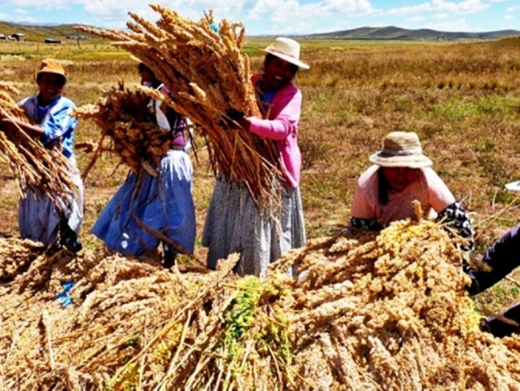 Apoyo a  producción en el norte
