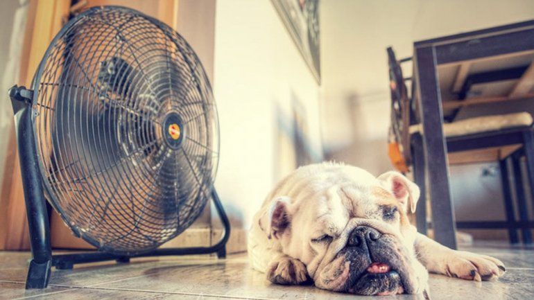 CALOR.jpg