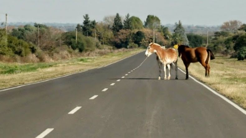 Multas por dejar animales sueltos en las rutas (Foto ilustrativa)