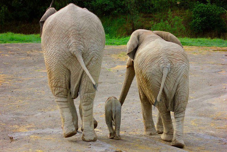 Elefante
