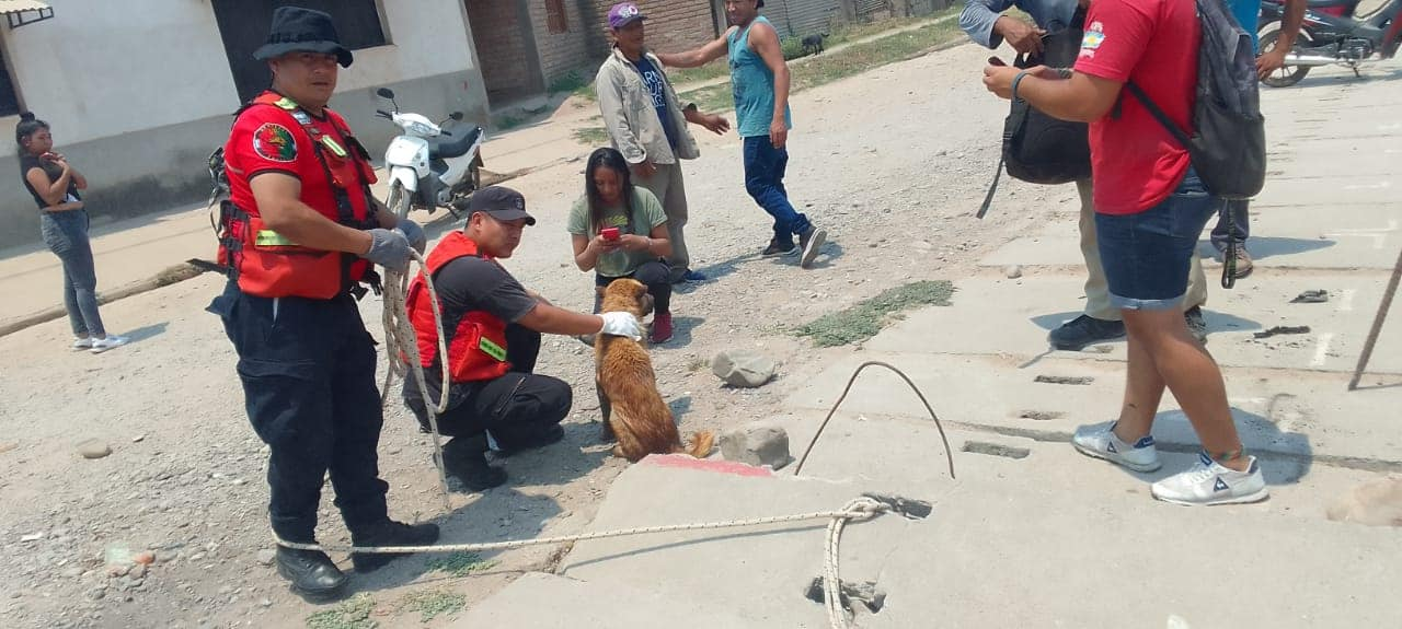 El perro se encuentra en buen estado de salud recuperandose del estrés que le causó el encierro.