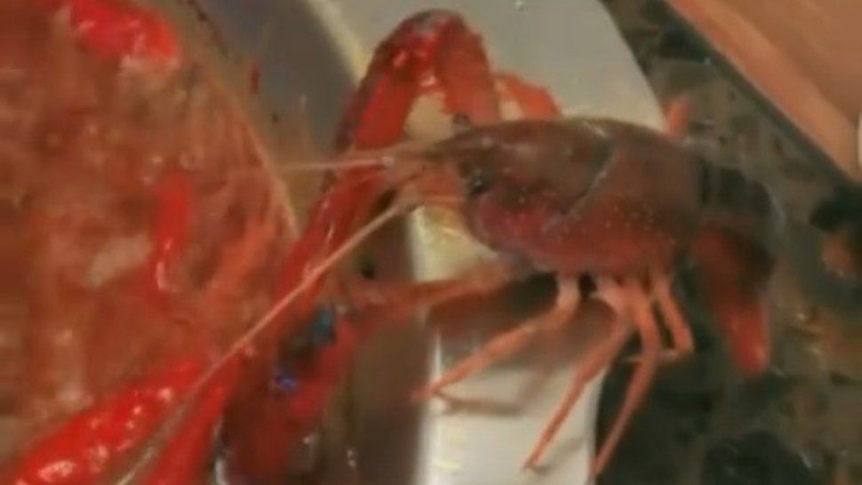 Un cangrejo se arrancó una tenaza para escapar de una olla caliente